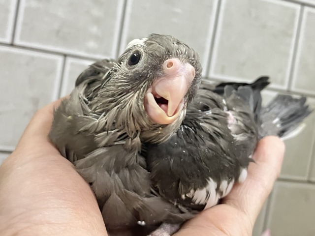 謎々明かせ!シャドウの素顔🫶🖤オカメインコ(WF/2026年3月生まれ) オカメインコ