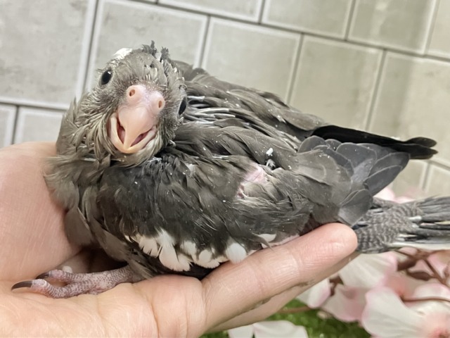 謎々明かせ!シャドウの素顔🫶🖤オカメインコ(WF/2026年3月生まれ) オカメインコ