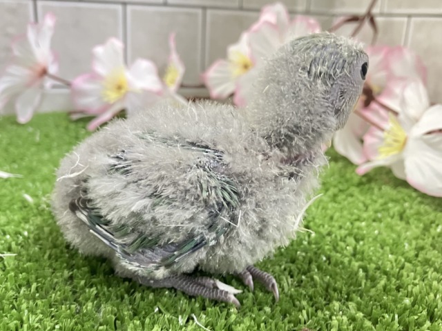 ✨最新画像✨ぎゅぎゅっとイチバン❕新茶だよ(꜆*ˊᵕˋ)꜆🍵コザクラインコ(シーグリーン/2026年3月生まれ) コザクラインコ(小桜インコ)
