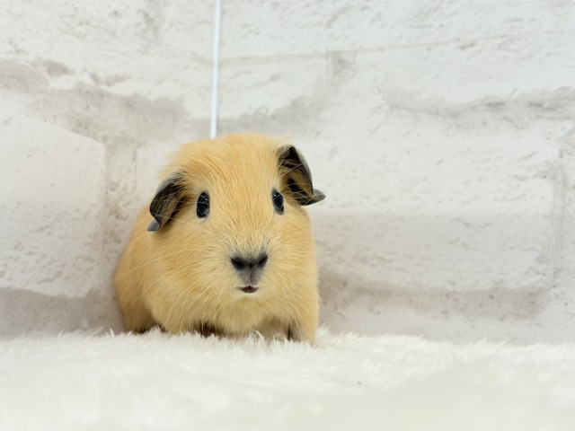 少しずつ焦げちゃうよ🐹🧡ロシアンスモークモルモット(男の子) ロシアンスモークモルモット