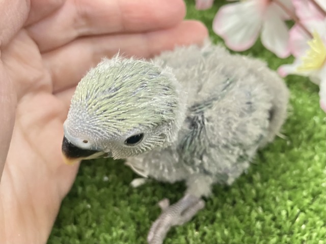 ✨最新画像✨ぎゅぎゅっとイチバン❕新茶だよ(꜆*ˊᵕˋ)꜆🍵コザクラインコ(シーグリーン/2026年3月生まれ) コザクラインコ(小桜インコ)