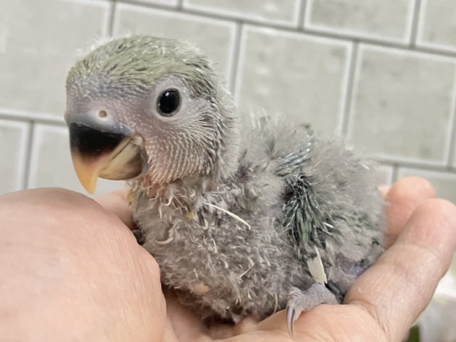 ✨最新画像✨ぎゅぎゅっとイチバン❕新茶だよ(꜆*ˊᵕˋ)꜆🍵コザクラインコ(シーグリーン/2026年3月生まれ) コザクラインコ(小桜インコ)