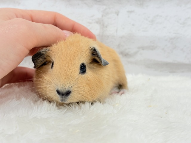 少しずつ焦げちゃうよ🐹🧡ロシアンスモークモルモット(男の子) ロシアンスモークモルモット