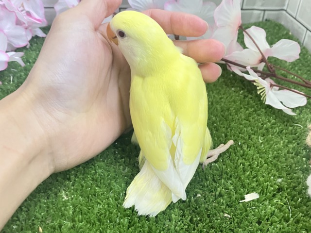 まったりひゃくぱー❕お待たせレモンケーキ🍋🧁🤍コザクラインコ(クリームルチノー/2026年3月生まれ) コザクラインコ(小桜インコ)
