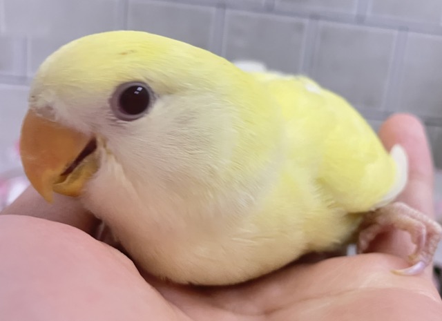 まったりひゃくぱー❕お待たせレモンケーキ🍋🧁🤍コザクラインコ(クリームルチノー/2026年3月生まれ) コザクラインコ(小桜インコ)