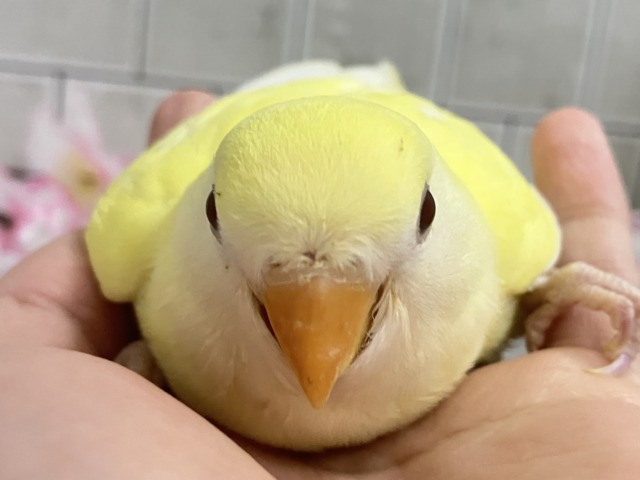 まったりひゃくぱー❕お待たせレモンケーキ🍋🧁🤍コザクラインコ(クリームルチノー/2026年3月生まれ) コザクラインコ(小桜インコ)