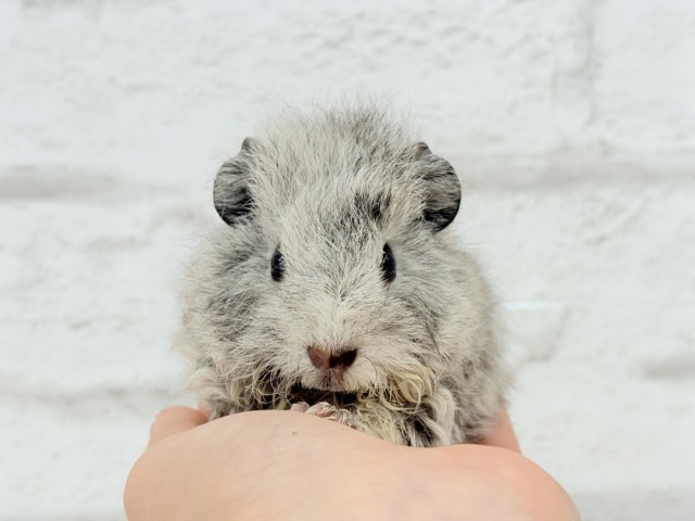 可愛いが過ぎる毛玉ちゃん🐹💖テディモルモット(女の子) テディモルモット