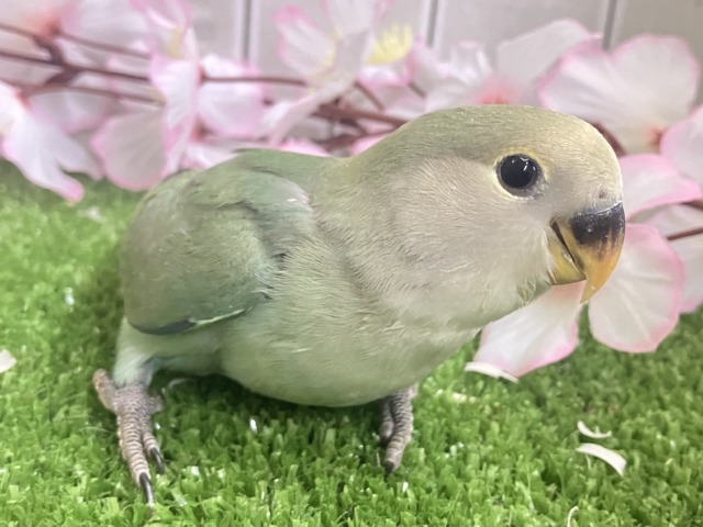 ✨最新画像✨抜け感ハナマル🍥余裕のCLEAR🪞⟡.·*🌿コザクラインコ(シーグリーン/2026年3月生まれ) コザクラインコ(小桜インコ)