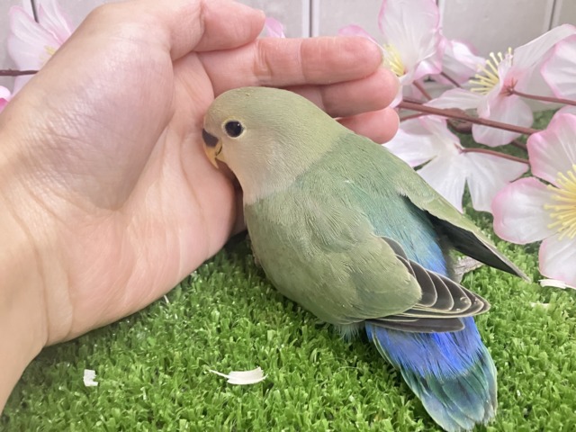 ✨最新画像✨抜け感ハナマル🍥余裕のCLEAR🪞⟡.·*🌿コザクラインコ(シーグリーン/2026年3月生まれ) コザクラインコ(小桜インコ)