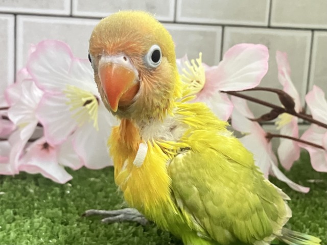 ✨最新画像✨春にパッチリ👀🌱⋆。ふきの╰( ╯˙-˙)╯トゥッ♪🌿 ボタンインコ(ヤマブキ/2026年3月生まれ) ヤマブキボタンインコ