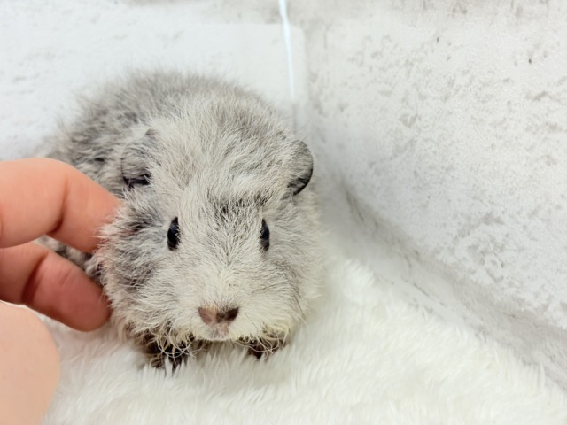 可愛いが過ぎる毛玉ちゃん🐹💖テディモルモット(女の子) テディモルモット