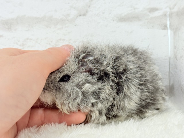 可愛いが過ぎる毛玉ちゃん🐹💖テディモルモット(女の子) テディモルモット