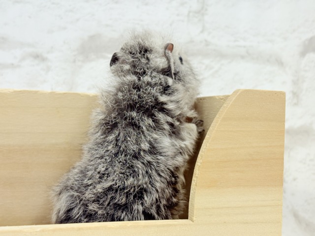 可愛いが過ぎる毛玉ちゃん🐹💖テディモルモット(女の子) テディモルモット