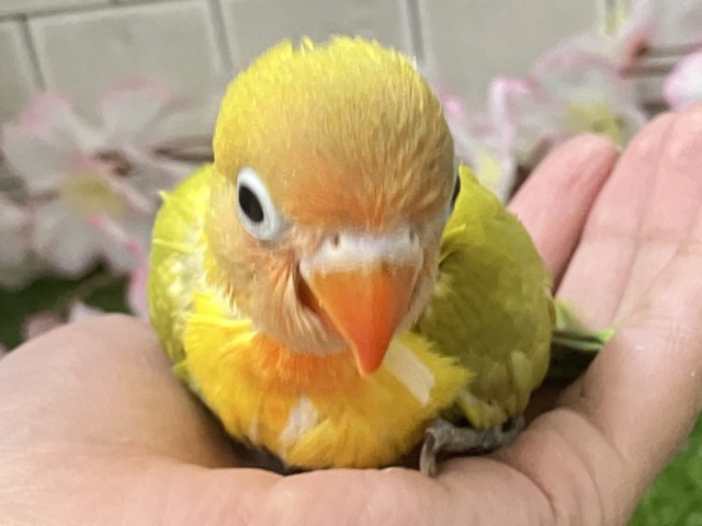 ✨最新画像✨春にパッチリ👀🌱⋆。ふきの╰( ╯˙-˙)╯トゥッ♪🌿 ボタンインコ(ヤマブキ/2026年3月生まれ) ヤマブキボタンインコ