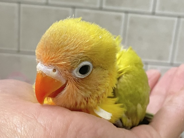 ✨最新画像✨春にパッチリ👀🌱⋆。ふきの╰( ╯˙-˙)╯トゥッ♪🌿 ボタンインコ(ヤマブキ/2026年3月生まれ) ヤマブキボタンインコ