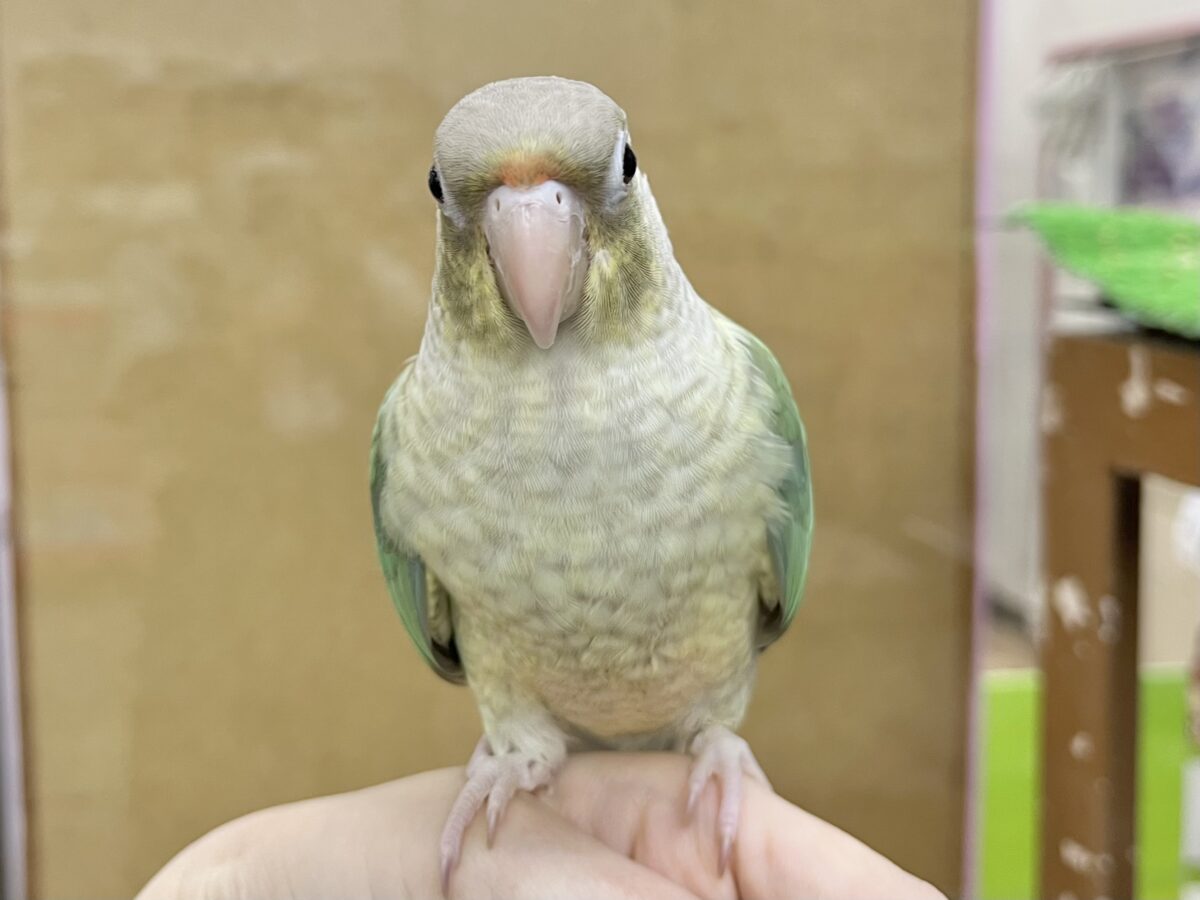 【🆙最新画像あり‼️】人と遊ぶの大好き🤩🎶 ウロコインコ(ブルーシナモン) ホオミドリウロコインコ
