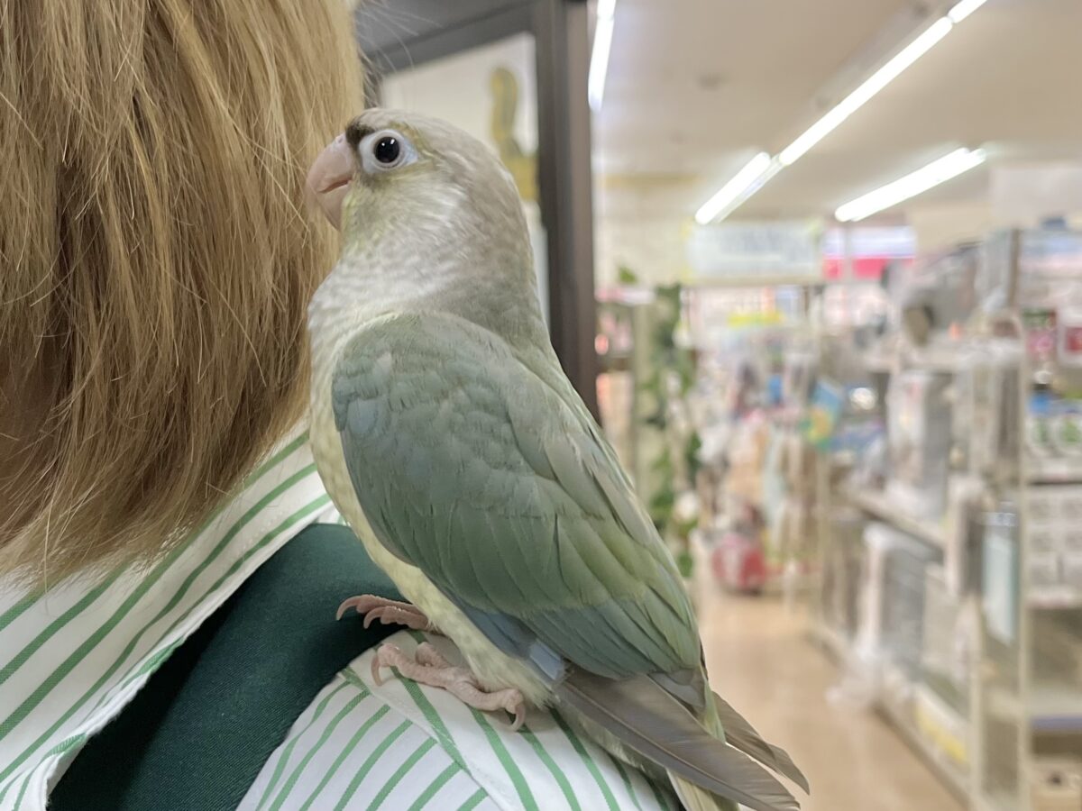 【🆙最新画像あり‼️】人と遊ぶの大好き🤩🎶 ウロコインコ(ブルーシナモン) ホオミドリウロコインコ