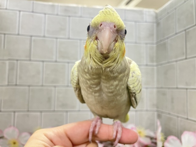 ✨️最新画像✨ほんわかマイルドカラー☕ オカメインコ オカメインコ