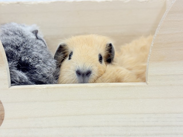 少しずつ焦げちゃうよ🐹🧡ロシアンスモークモルモット(男の子) ロシアンスモークモルモット