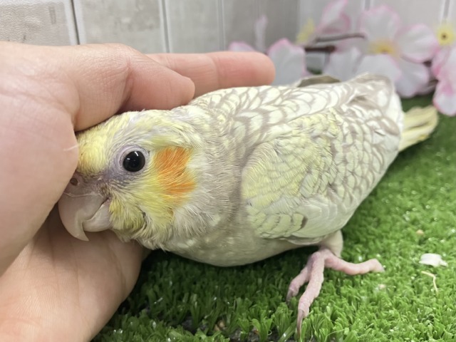 ✨️最新画像✨ほんわかマイルドカラー☕ オカメインコ オカメインコ