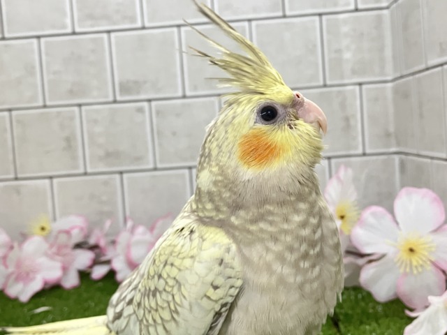 ✨️最新画像✨ほんわかマイルドカラー☕ オカメインコ オカメインコ