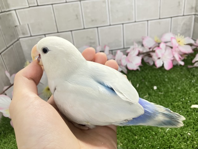 ✨最新画像✨薄っすらブルーの上品さ・・・ ️️️🩵🌈🪽コザクラインコ コザクラインコ(小桜インコ)