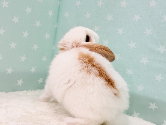 【動画更新🪄】甘々💖みたらし団子みたい🍡🧡ロップイヤーラビット(ブロークン) 女の子 ロップイヤーラビット