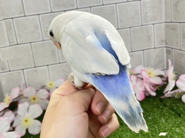 ✨最新画像✨薄っすらブルーの上品さ・・・ ️️️🩵🌈🪽コザクラインコ コザクラインコ(小桜インコ)