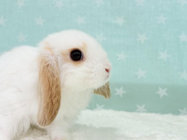 【動画更新🪄】甘々💖みたらし団子みたい🍡🧡ロップイヤーラビット(ブロークン) 女の子 ロップイヤーラビット