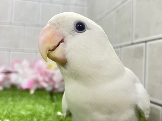 ✨最新画像✨薄っすらブルーの上品さ・・・ ️️️🩵🌈🪽コザクラインコ コザクラインコ(小桜インコ)