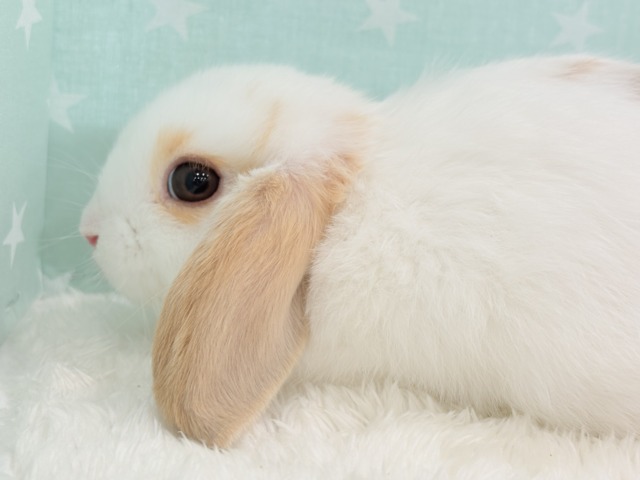 【動画更新🪄】甘々💖みたらし団子みたい🍡🧡ロップイヤーラビット(ブロークン) 女の子 ロップイヤーラビット