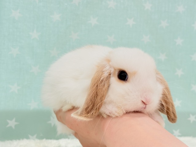 【動画更新🪄】甘々💖みたらし団子みたい🍡🧡ロップイヤーラビット(ブロークン) 女の子 ロップイヤーラビット