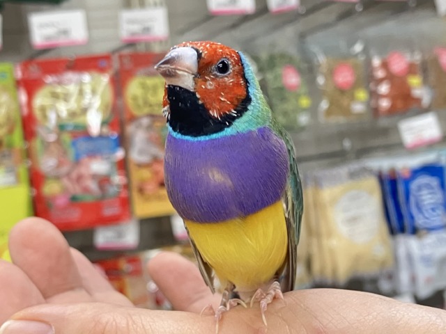 コキンチョウ