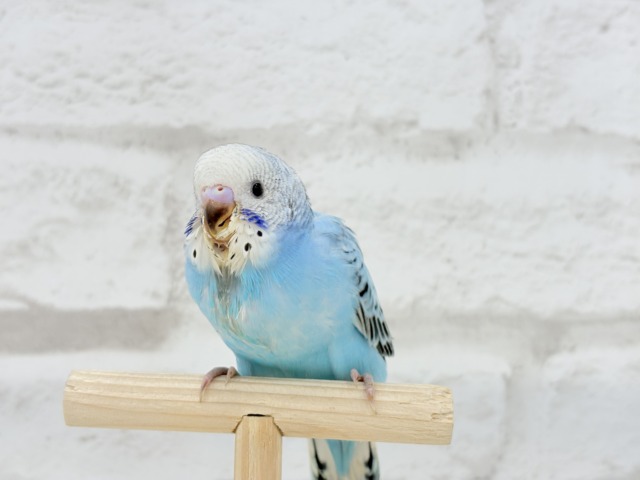 【動画更新🪄カキカキ好きになりました♡】食欲旺盛☆空色スカイブルー🐣🩵セキセイインコ(オパーリン) ヒナ セキセイインコ