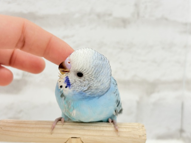 【動画更新🪄カキカキ好きになりました♡】食欲旺盛☆空色スカイブルー🐣🩵セキセイインコ(オパーリン) ヒナ セキセイインコ