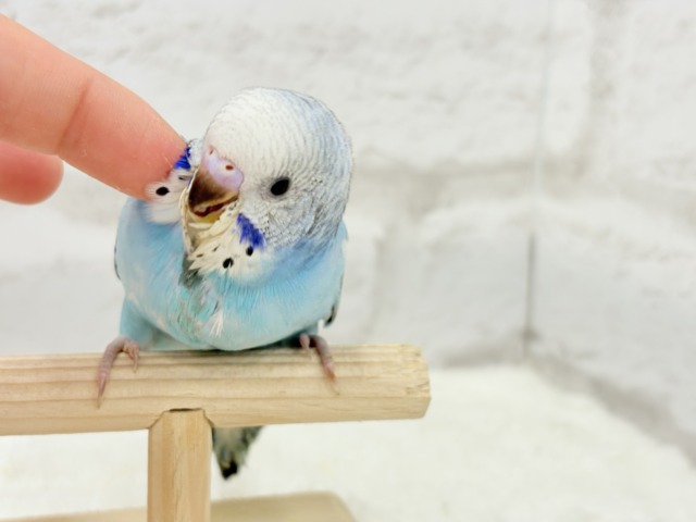 【動画更新🪄カキカキ好きになりました♡】食欲旺盛☆空色スカイブルー🐣🩵セキセイインコ(オパーリン) ヒナ セキセイインコ