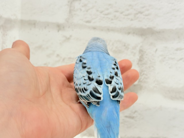 【動画更新🪄カキカキ好きになりました♡】食欲旺盛☆空色スカイブルー🐣🩵セキセイインコ(オパーリン) ヒナ セキセイインコ