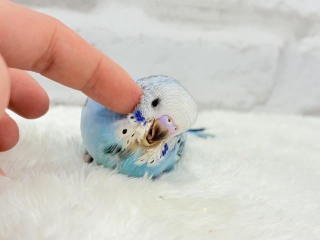 【動画更新🪄カキカキ好きになりました♡】食欲旺盛☆空色スカイブルー🐣🩵セキセイインコ(オパーリン) ヒナ セキセイインコ