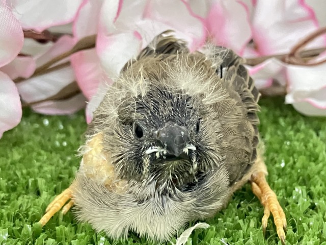 ✨最新画像✨人参アンヨで!🙂↕️にぃにぃ見参❕🥕ジャンボキンカチョウ(ノーマル/2026年3月生まれ) ジャンボキンカチョウ