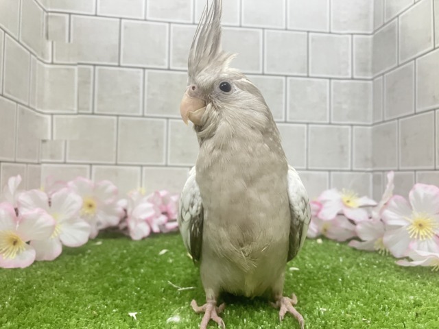 Sugarをぱっ🎀ひっそりボーダーライン┊︎❕┊︎オカメインコ(WFシナモンパール/2026年3月生まれ) オカメインコ