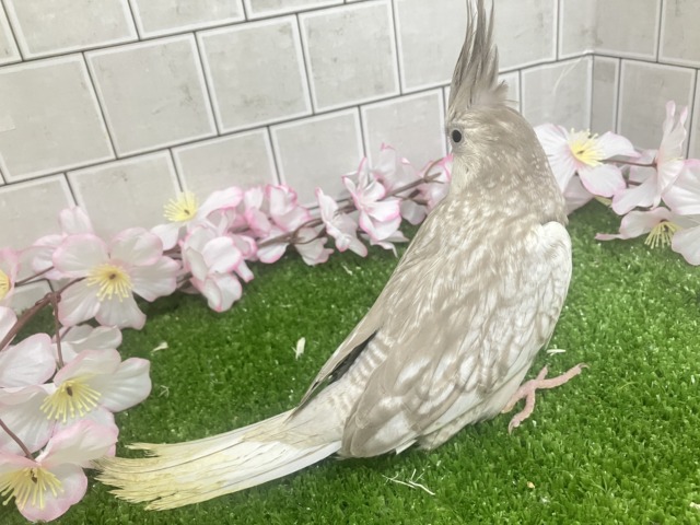 Sugarをぱっ🎀ひっそりボーダーライン┊︎❕┊︎オカメインコ(WFシナモンパール/2026年3月生まれ) オカメインコ