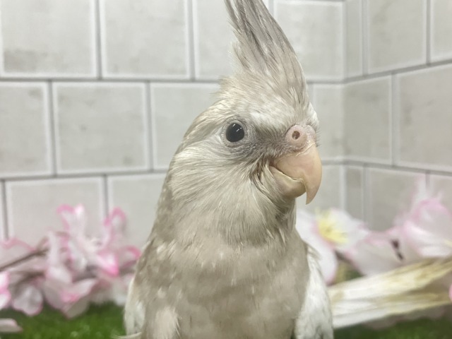 Sugarをぱっ🎀ひっそりボーダーライン┊︎❕┊︎オカメインコ(WFシナモンパール/2026年3月生まれ) オカメインコ