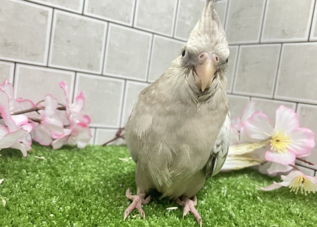 Sugarをぱっ🎀ひっそりボーダーライン┊︎❕┊︎オカメインコ(WFシナモンパール/2026年3月生まれ) オカメインコ