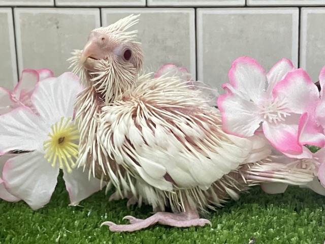 オカメインコ