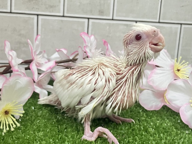 とぅるぅん🫨プッチン絹ちゃん!🤍✧*。オカメインコ(ピュアホワイト/2026年3月生まれ) オカメインコ