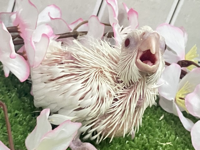 とぅるぅん🫨プッチン絹ちゃん!🤍✧*。オカメインコ(ピュアホワイト/2026年3月生まれ) オカメインコ