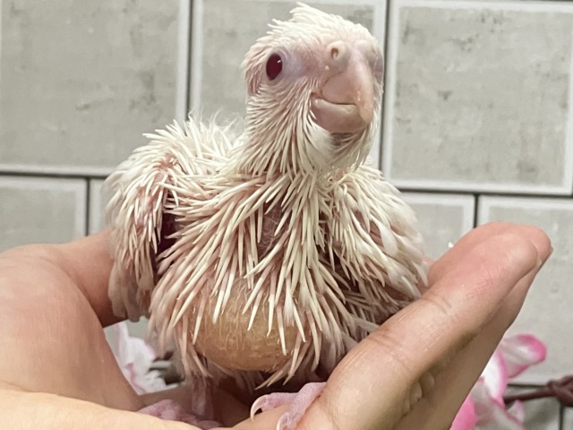 オカメインコ