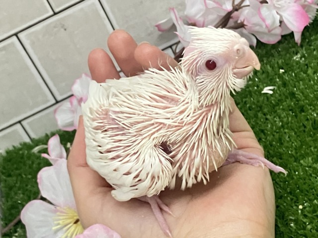 とぅるぅん🫨プッチン絹ちゃん!🤍✧*。オカメインコ(ピュアホワイト/2026年3月生まれ) オカメインコ