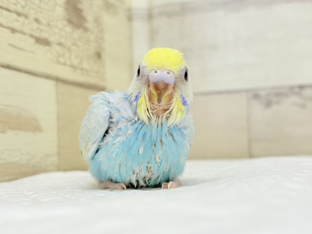 【最新画像更新🪄】手の上で落ち着きリラックス.*・゚セキセイインコ(パステルカラーレインボー) ヒナ セキセイインコ