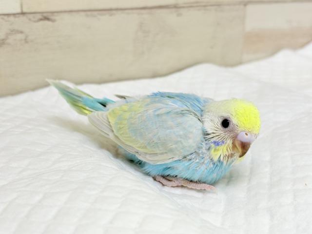 【最新画像更新🪄】手の上で落ち着きリラックス.*・゚セキセイインコ(パステルカラーレインボー) ヒナ セキセイインコ